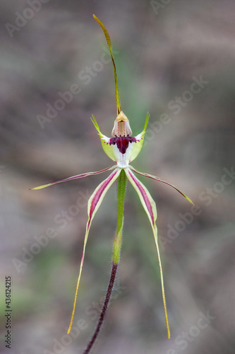 Caladenia atrovespa (Green-comb Spider Orchid) - Black Mountain, Canberra, Australia