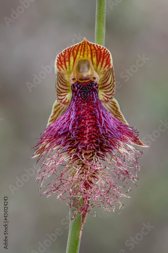 Calochilus platychilus (a variety of Purple Beard Orchid) - Black Mountain, Canberra, Australia