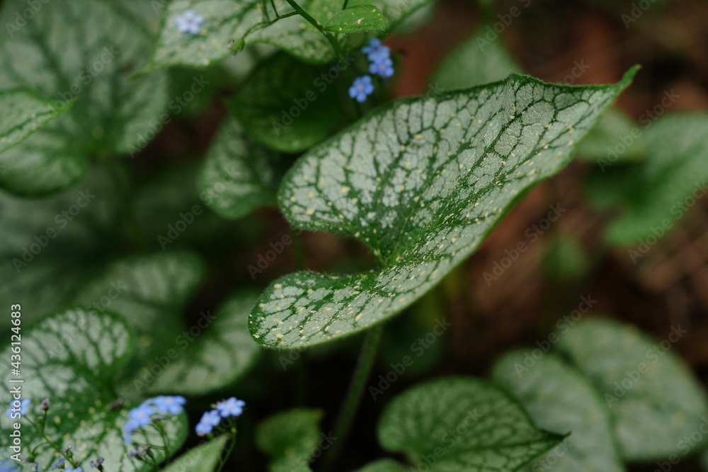 beautiful flowers and green leaves beautiful flowers and green leaves