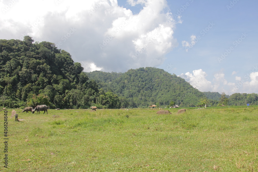 there are many plants in south Lampung like in the forest but have a beautiful view there are many plants in south Lampung like in the forest but have a beautiful view