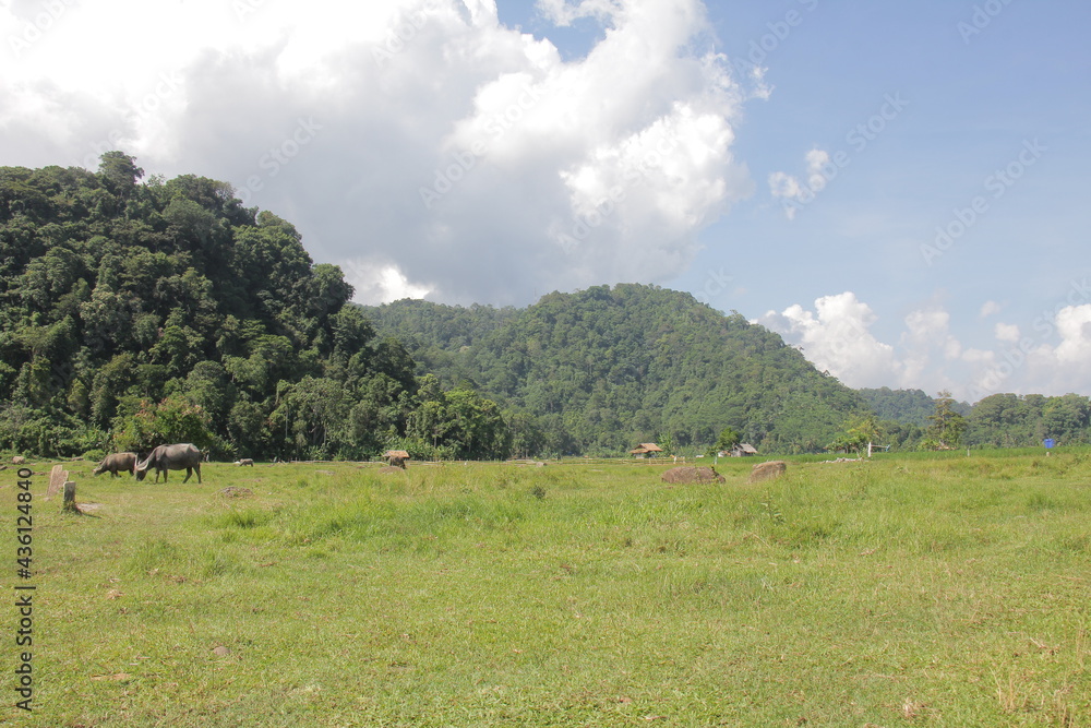 there are many plants in south Lampung like in the forest but have a beautiful view