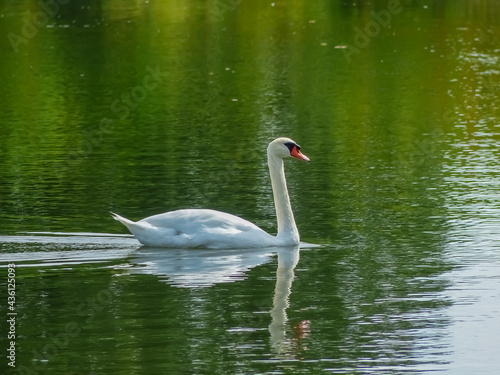 Mute swan swimming along the Huron river in Ann Arbor - Michigan