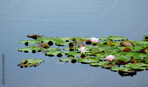 Obraz na plátně Wild water lillies in a pond