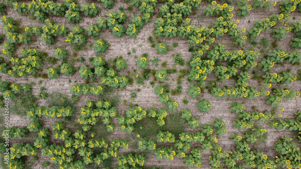 Fototapeta premium Overhead top down view over sunflower fields on a farm in rural agricultural land, Victoria, Australia