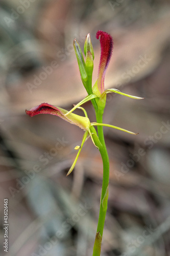 Leafless Tongue Orchid (Cryptostylis hunteriana) - endemic to south-eastern Australia - listed as "vulnerable" in NSW