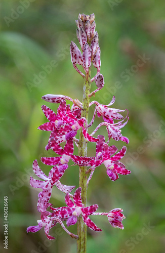 Slender Hyacinth-orchid (Dipodium variegatum) - endemic to south-east Australia