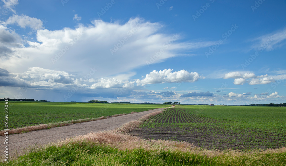 Soybean fields with young plants and a dirt road under dramatic clouds in southwestern Minnesota