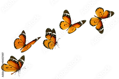 Obraz na plátně Beautiful monarch butterfly