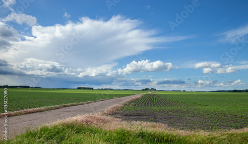 Soybean fields with young plants and a dirt road under dramatic clouds in southwestern Minnesota