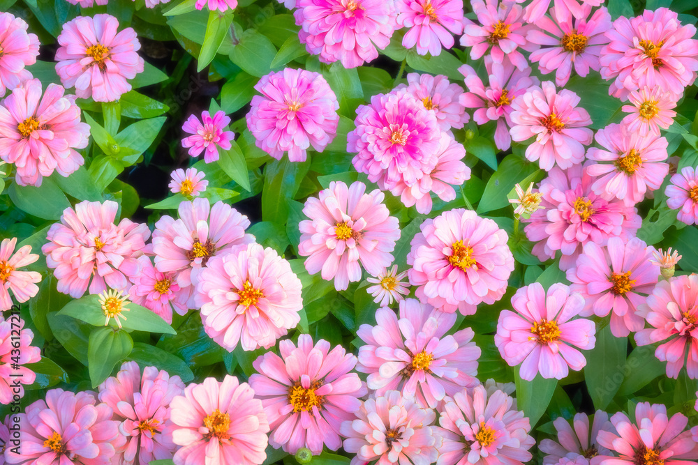Beautiful Flowers in a Garden Beautiful Flowers in a Garden