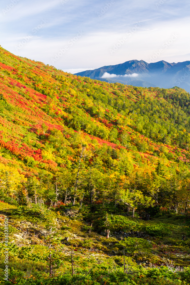 大雪山　銀泉台の紅葉とニセイカウシュッぺ山