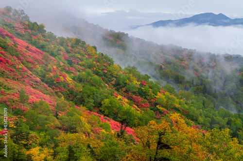 大雪山 銀泉台の紅葉とニセイカウシュッぺ山