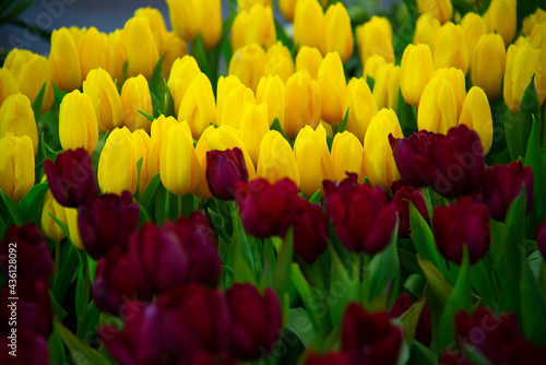 Different sorts and colors of blossoms of a tulip in the garden mixed into