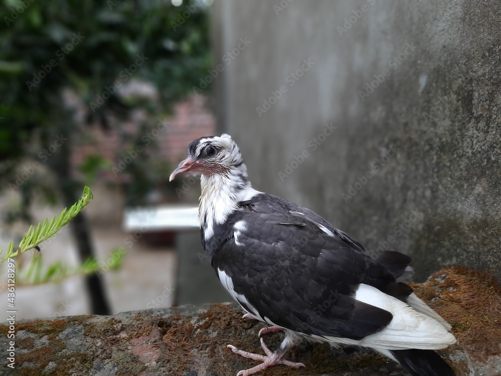THIS IS PIGEON PICTURE, 26 MAY 2021 THIS IS PIGEON PICTURE, 26 MAY 2021