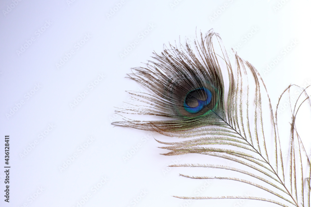 Obraz premium 目玉のように見える孔雀の羽