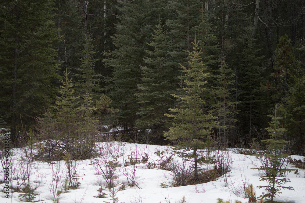 Snowy Forest Snowy Forest