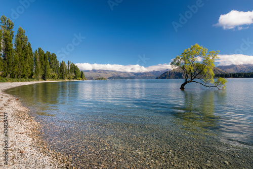 Panoramic view famous beautiful that lonely tree located in shallow waters of Lake Wanaka, and green summer forest visible on the horizon, South Island, New Zealand