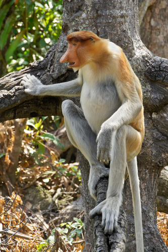 Canvas Print Male proboscis (long-nosed) monkey sitting on tree branch, Sabah (Borneo), Malay