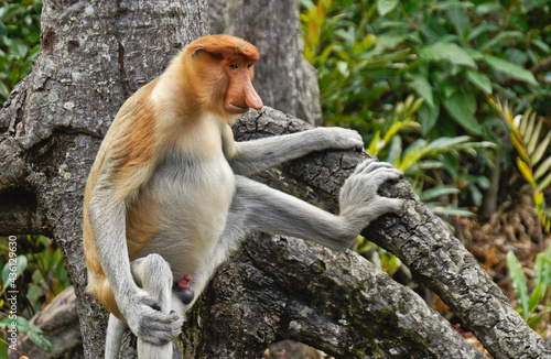 Photography Male proboscis (long-nosed) monkey sitting on tree branch, Sabah (Borneo), Malay