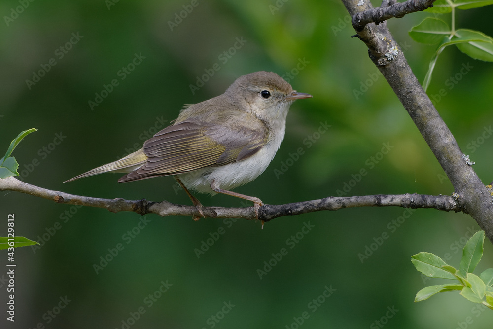 Western Bonelli's Warbler (Phylloscopus bonelli) resting on a branch Western Bonelli's Warbler (Phylloscopus bonelli) resting on a branch