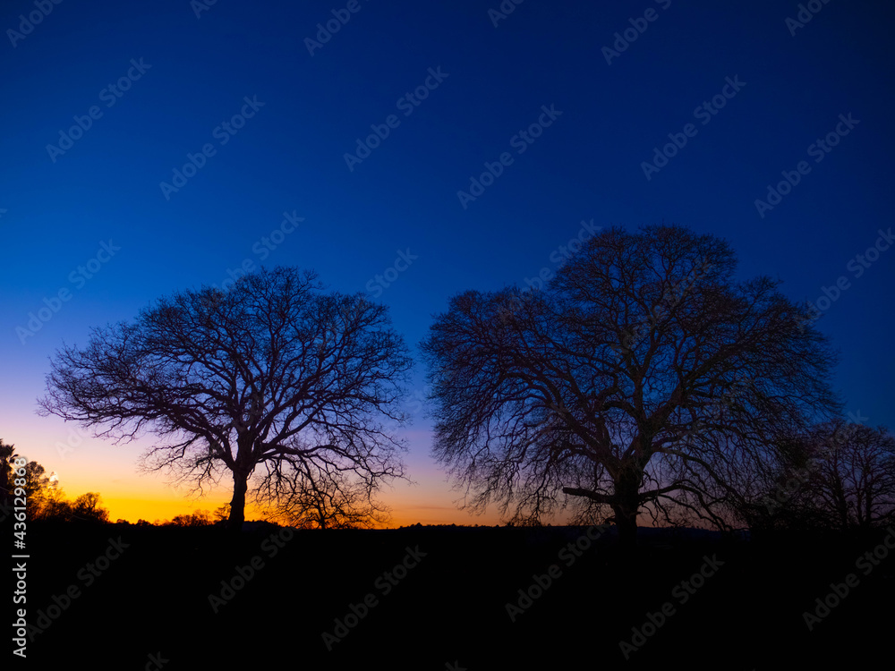 Sunset with silhouette of oak tree, near Yosemite National Park Sunset with silhouette of oak tree, near Yosemite National Park