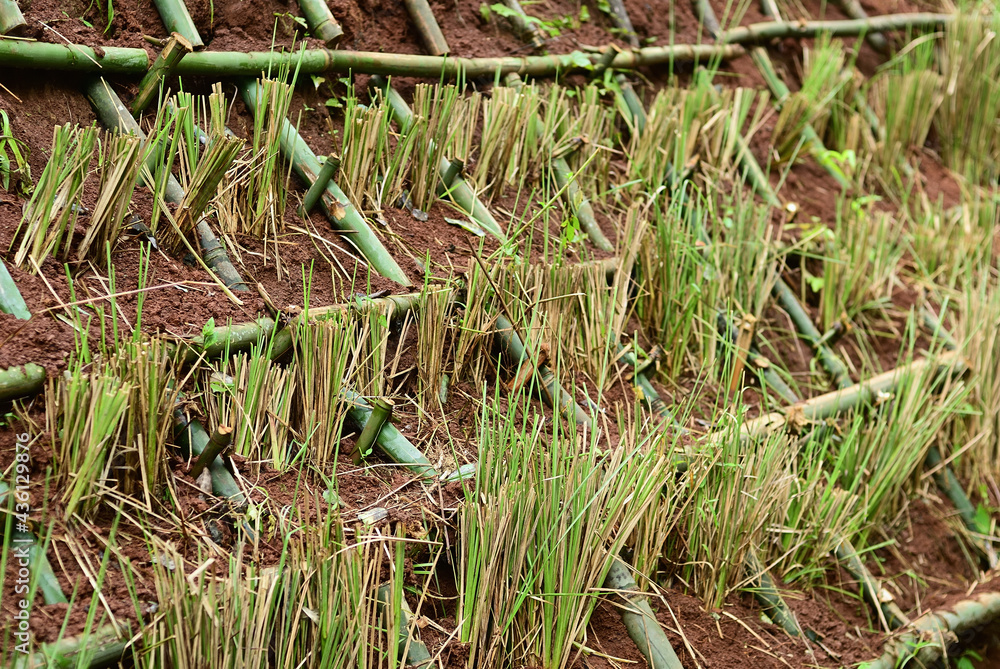Planting vetiver grass in stiffener bamboo structure on land slope to prevent and control soil erosion. An ecology system blocks the passage of soil and debris then gradually builds up soil terrace. Planting vetiver grass in stiffener bamboo structure on land slope to prevent and control soil erosion. An ecology system blocks the passage of soil and debris then gradually builds up soil terrace.