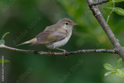 Western Bonelli's Warbler (Phylloscopus bonelli) resting on a branch