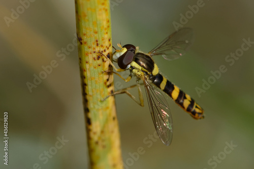 Male Long hoverfly (Sphaerophoria scripta)