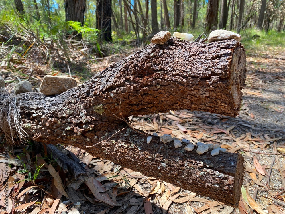 Obraz premium Decorated Log