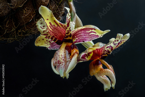 Upside Down Orchid (Stanhopea tigrina) - large (approx 100mm dia),  beautifully fragrant flowers that grow downwards - native to Mexico