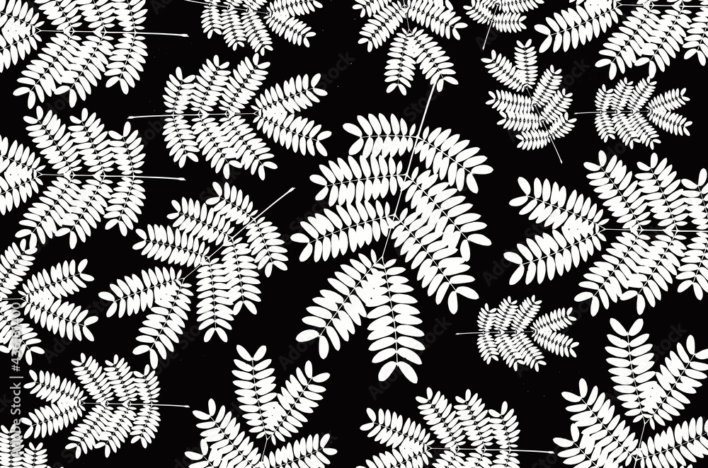 White pattern of acacia leaves on black background White pattern of acacia leaves on black background