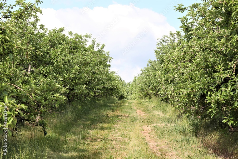 View Down the Row of an Apple Orchard in Rural Pennsylvania