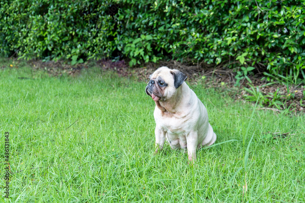 The cute pug sits on the grass