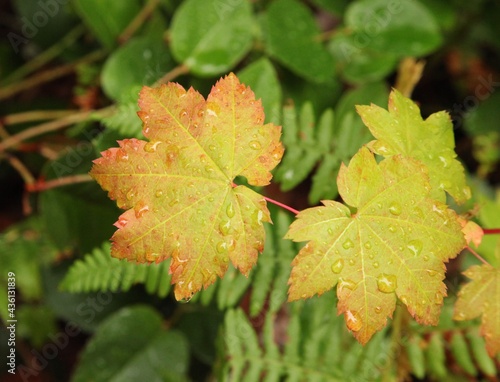 Water on Vine Maple (Acer circinatum) leaves in Ross Lake National Recreation Area, Washington photo