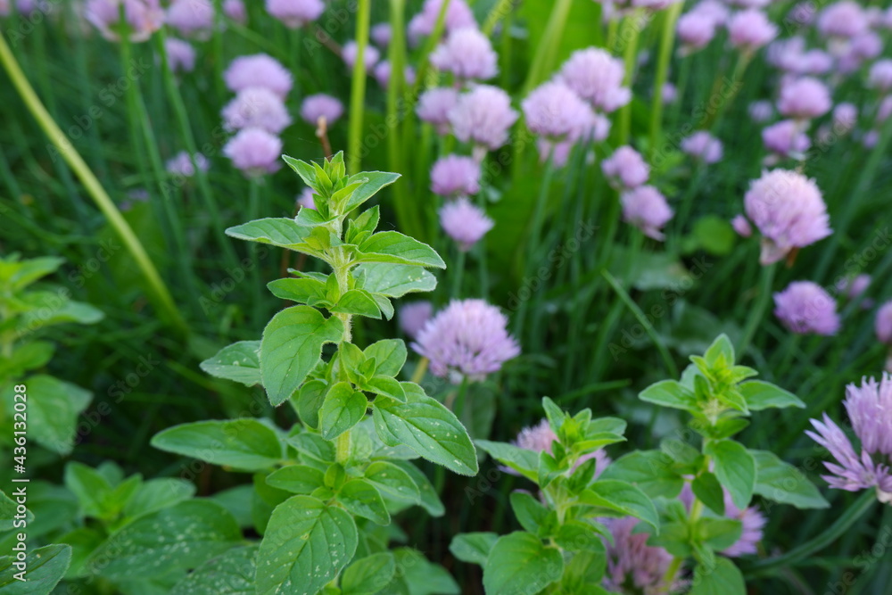 Oregano and chives. A sprig of oregano on the background of inflorescences of chives. Spicy, aromatic, culinary and medicinal herbs. Oregano and chives. A sprig of oregano on the background of inflorescences of chives. Spicy, aromatic, culinary and medicinal herbs.