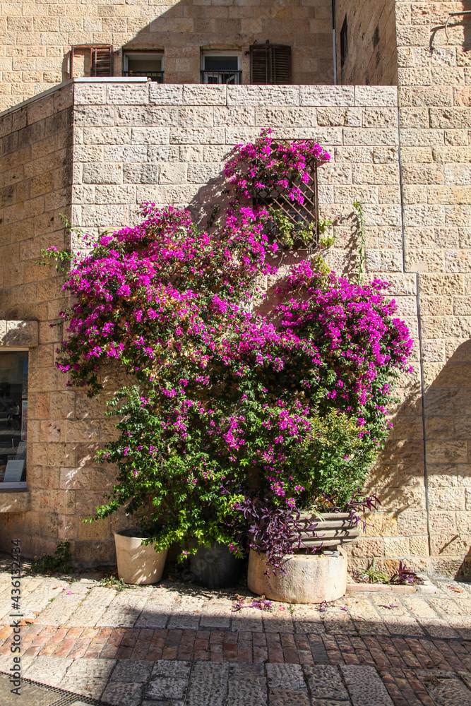 Fototapeta premium Bright bougainvillea flowers against the Old City walls of Jerusalem