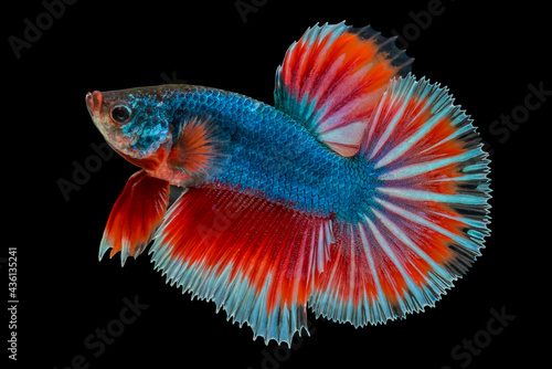 Multi color betta fish with black background