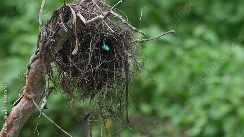 Black-and-red Broadbill, Cymbirhynchus macrorhynchos, Kaeng Krachan National Park, Thailand; seen in the nest peeking out its head showing its fantastic blue coloured bill. photo