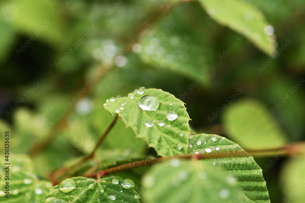 葉の雫 葉の雫