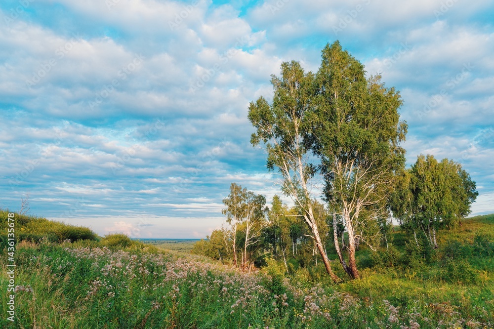 Birch trees among green grass, meadows of flowers, different grass. Sky before sunset with clouds, hills Birch trees among green grass, meadows of flowers, different grass. Sky before sunset with clouds, hills