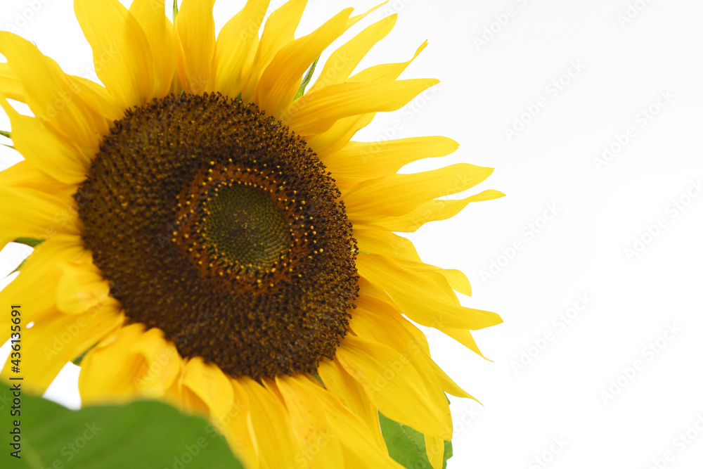 Obraz premium ヒマワリの花