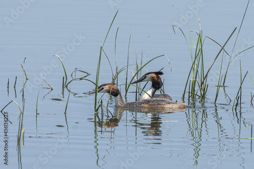 Selective focus shot of two great crested grebes floating in the lake photo