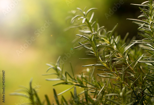 Close-up of rosemary growing outdoors..