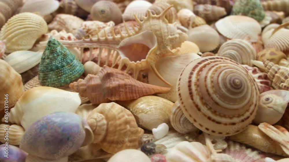 Huge seashells assortment close up. Huge seashells assortment close up.
