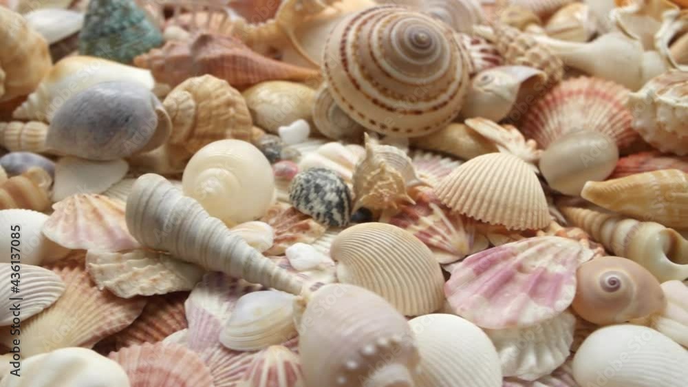 Many tropical seashells close-up, camera moving through seashells background Many tropical seashells close-up, camera moving through seashells background
