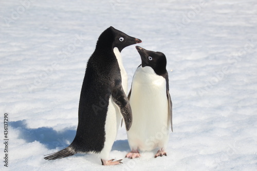 pinguin   antarctica