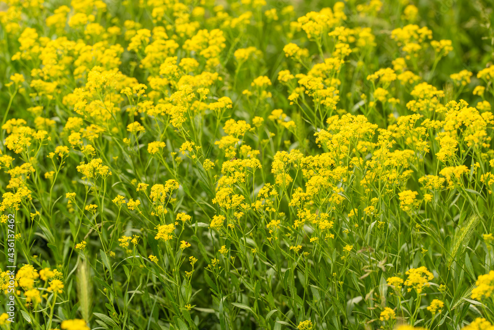 small yellow flowers on a meadow, with green leaves and grass. Ant on the flower