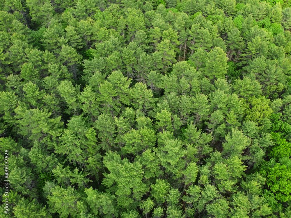 aerial view of the forest aerial view of the forest