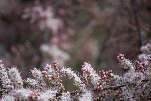 Spring. Beautiful tree of pink flowers. © vladorlov