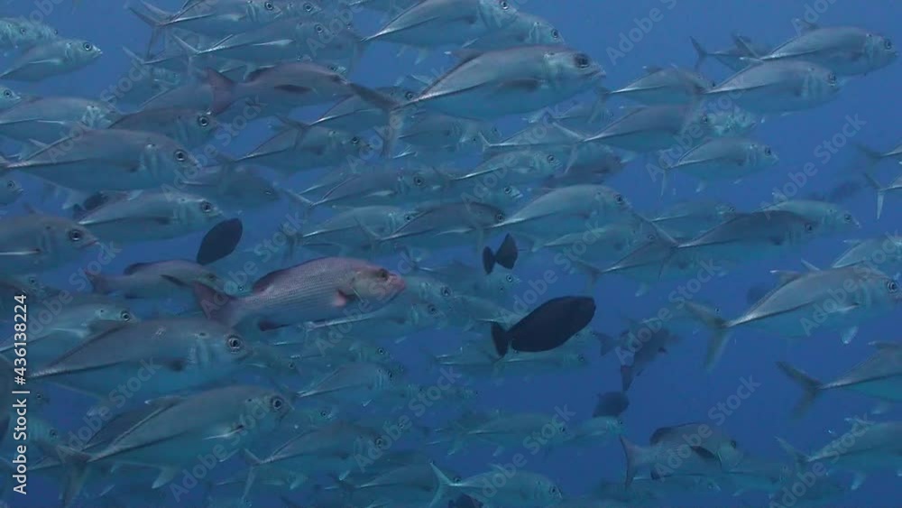 A group of Bigeye Trevally swimming in open ocean A group of Bigeye Trevally swimming in open ocean